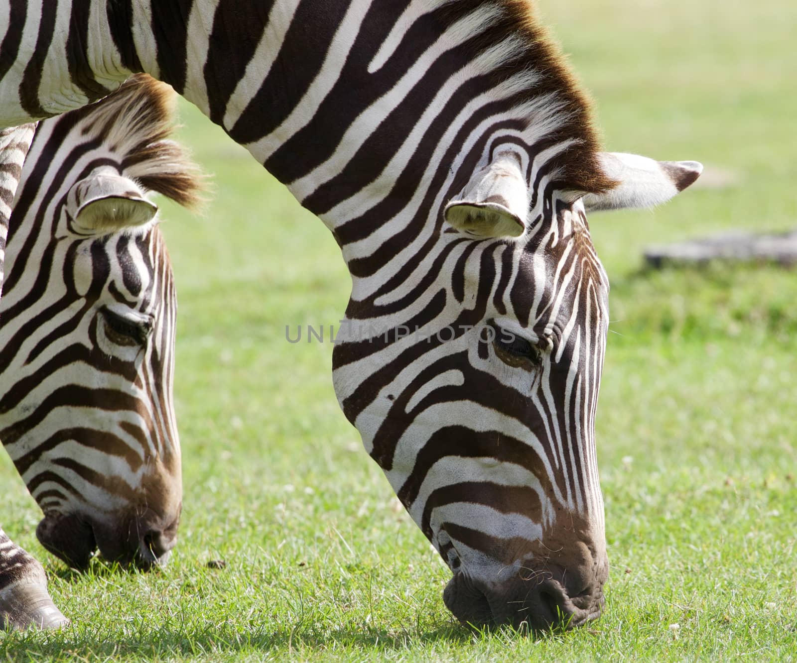 Zebras are eating the grass together by teo