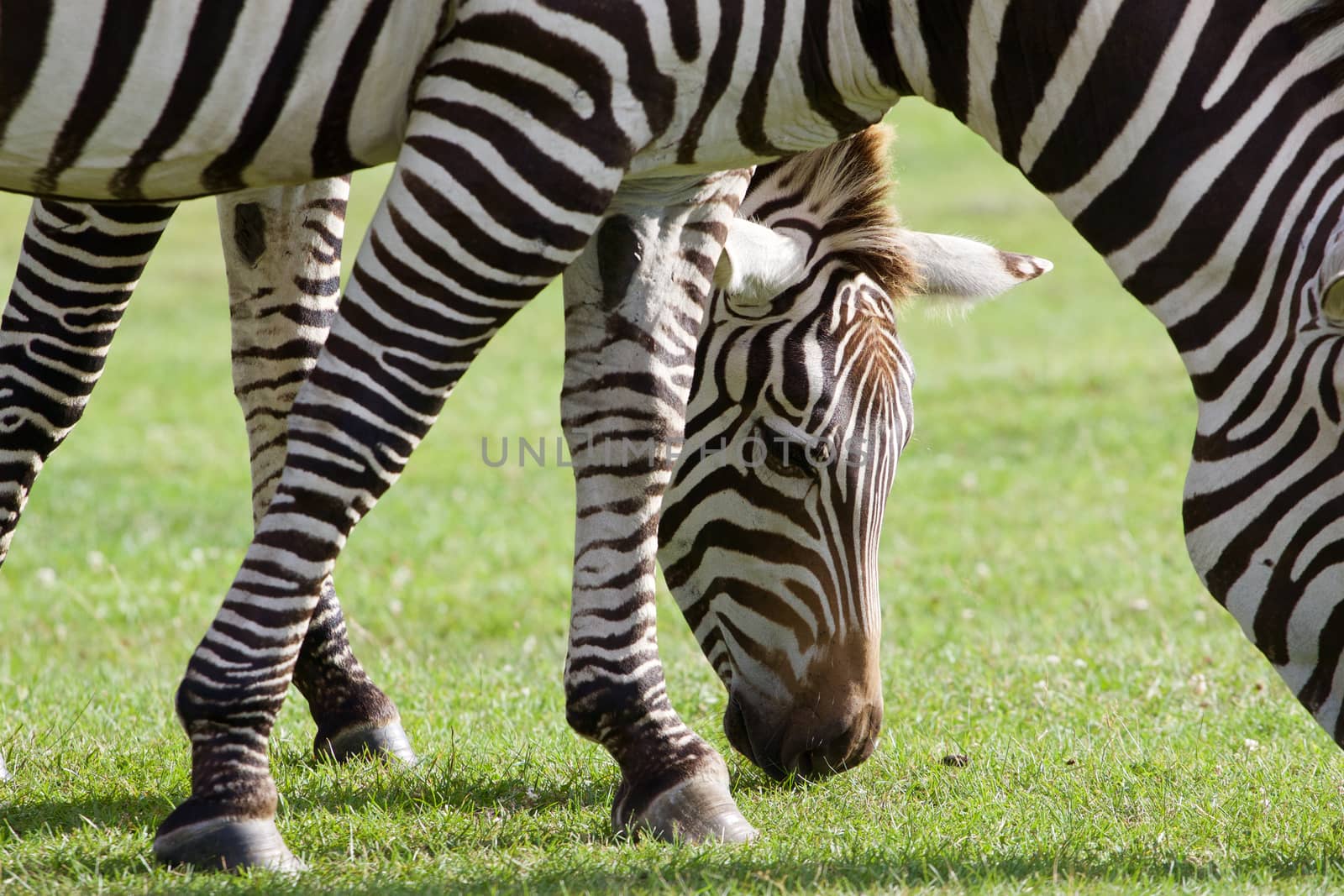 Beautiful background with two zebras close-up