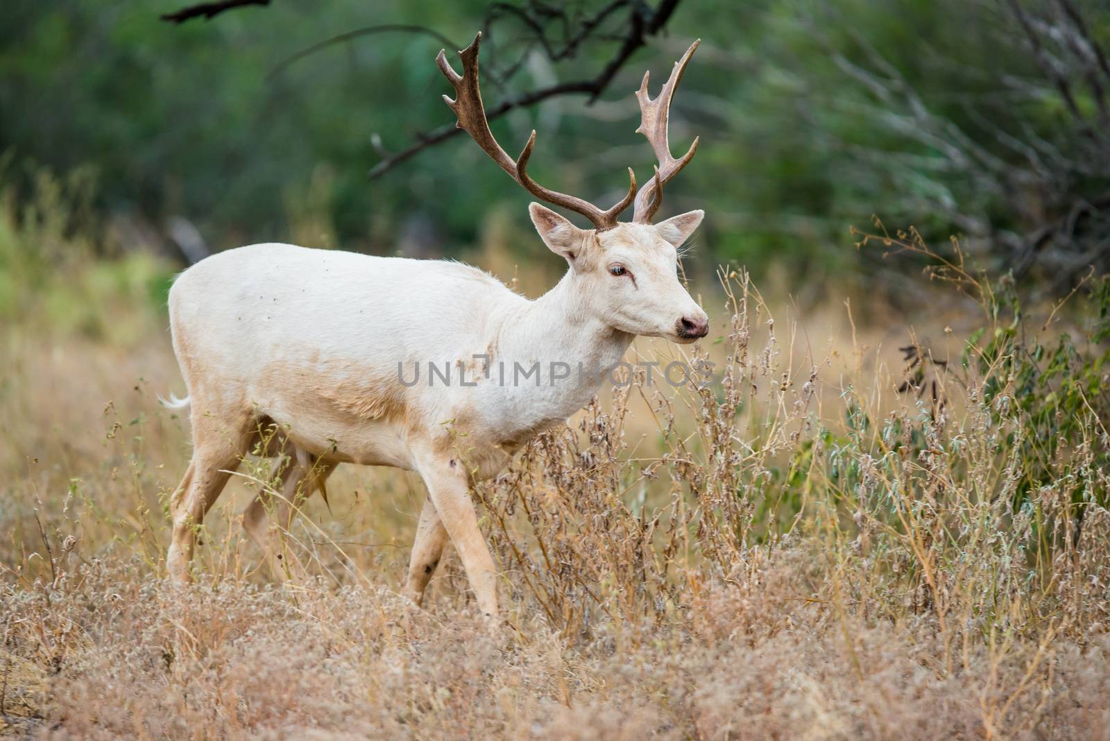 White Fallow Deer by DJHolmes86