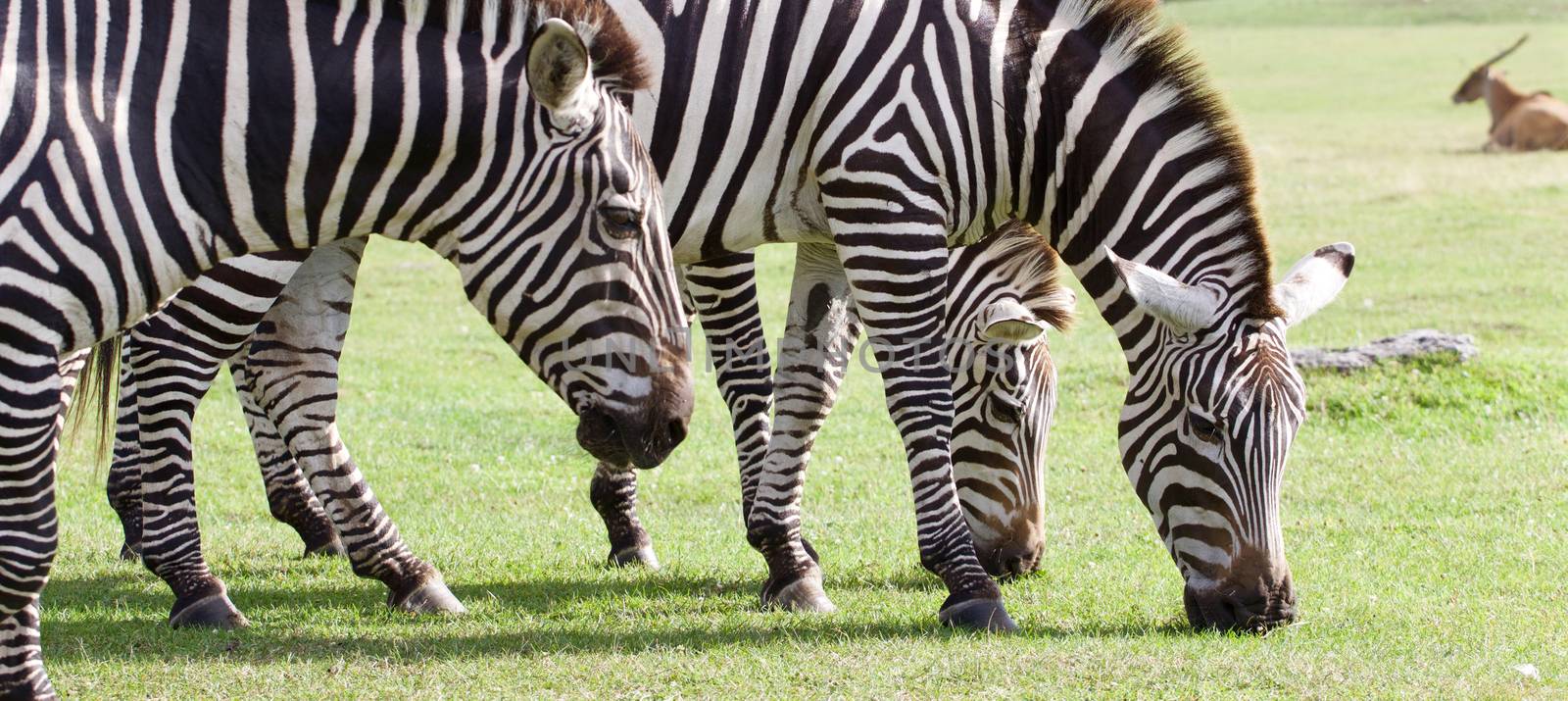 Three beautiful zebras together on the grass field