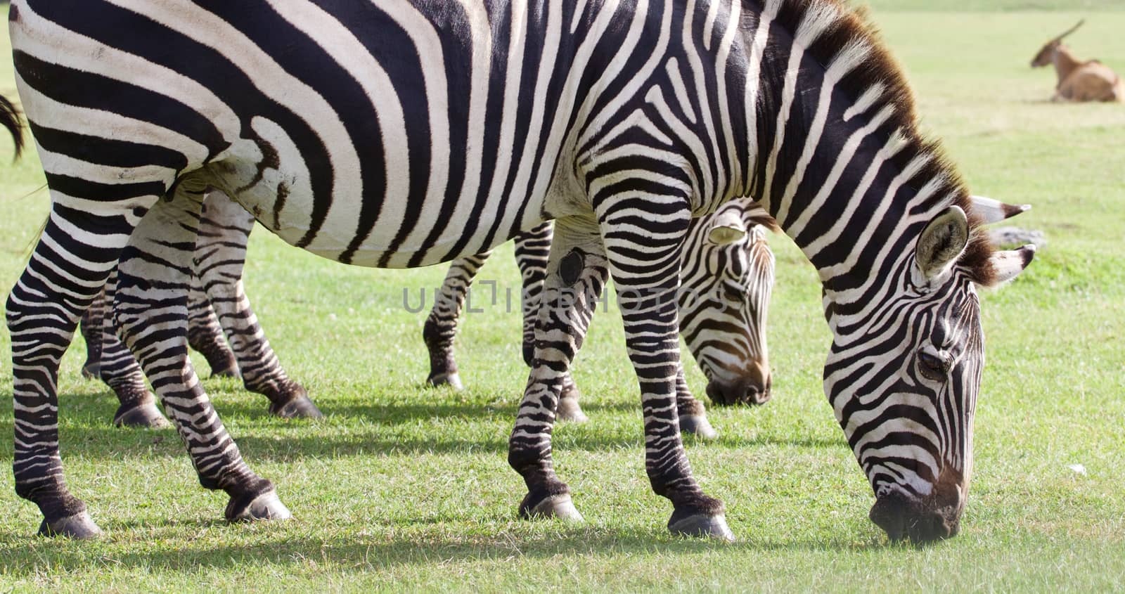 Several beautiful zebras close-up on the grass field