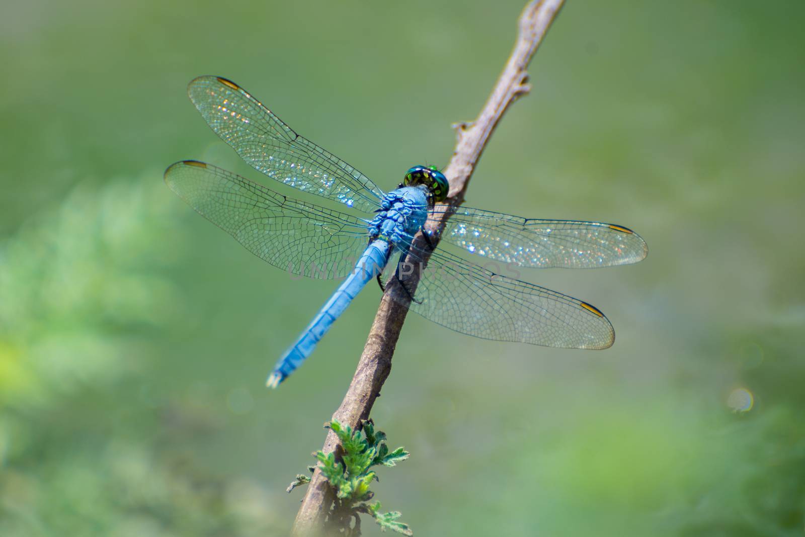 Blue Dragonfly by DJHolmes86