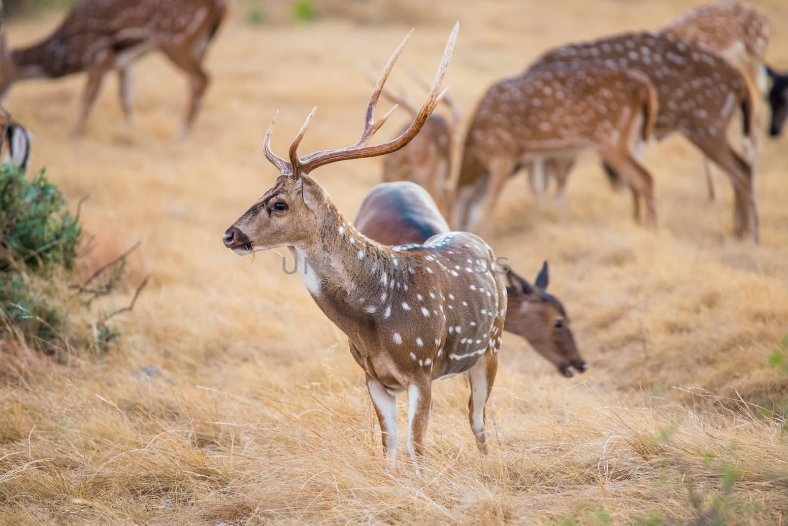 Wild South Texas Axis, Chital, or spotted Deer Buck.