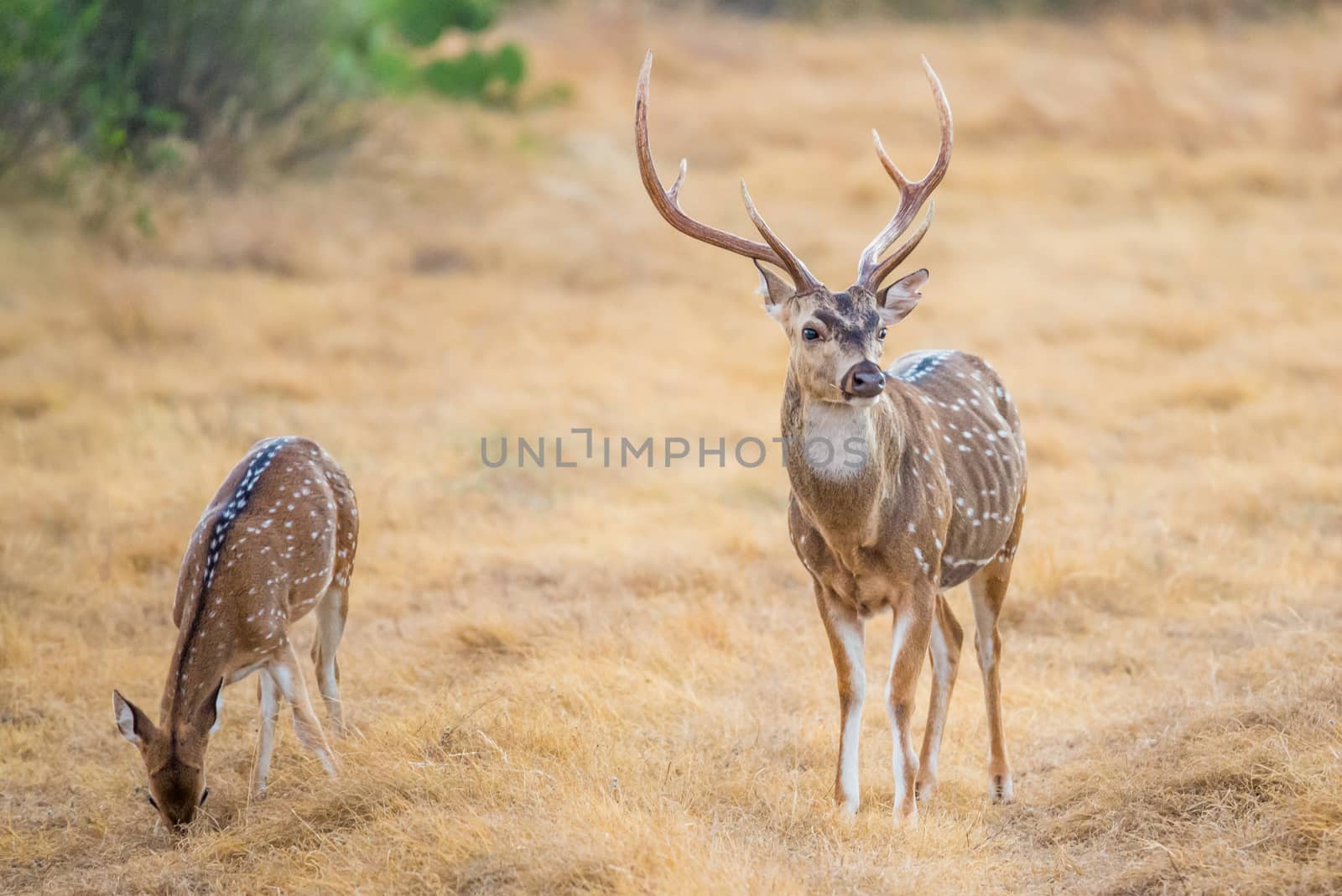 Wild South Texas Axis, Chital, or spotted Deer Buck.