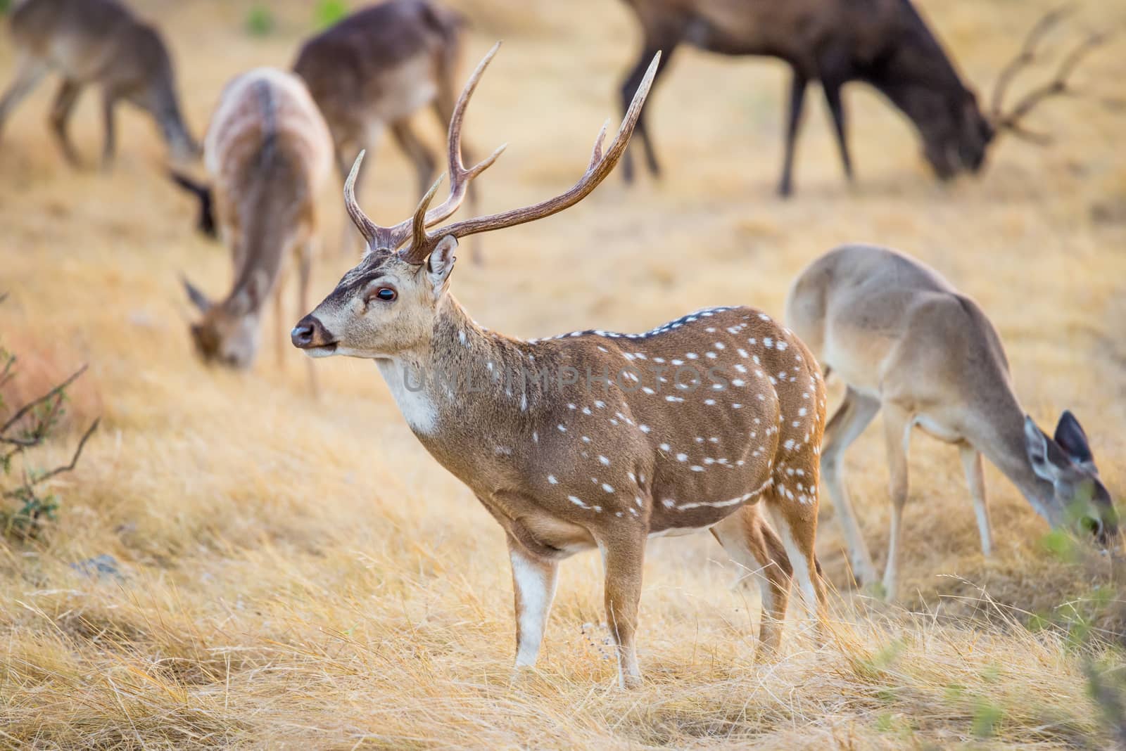 Chital Deer Buck by DJHolmes86