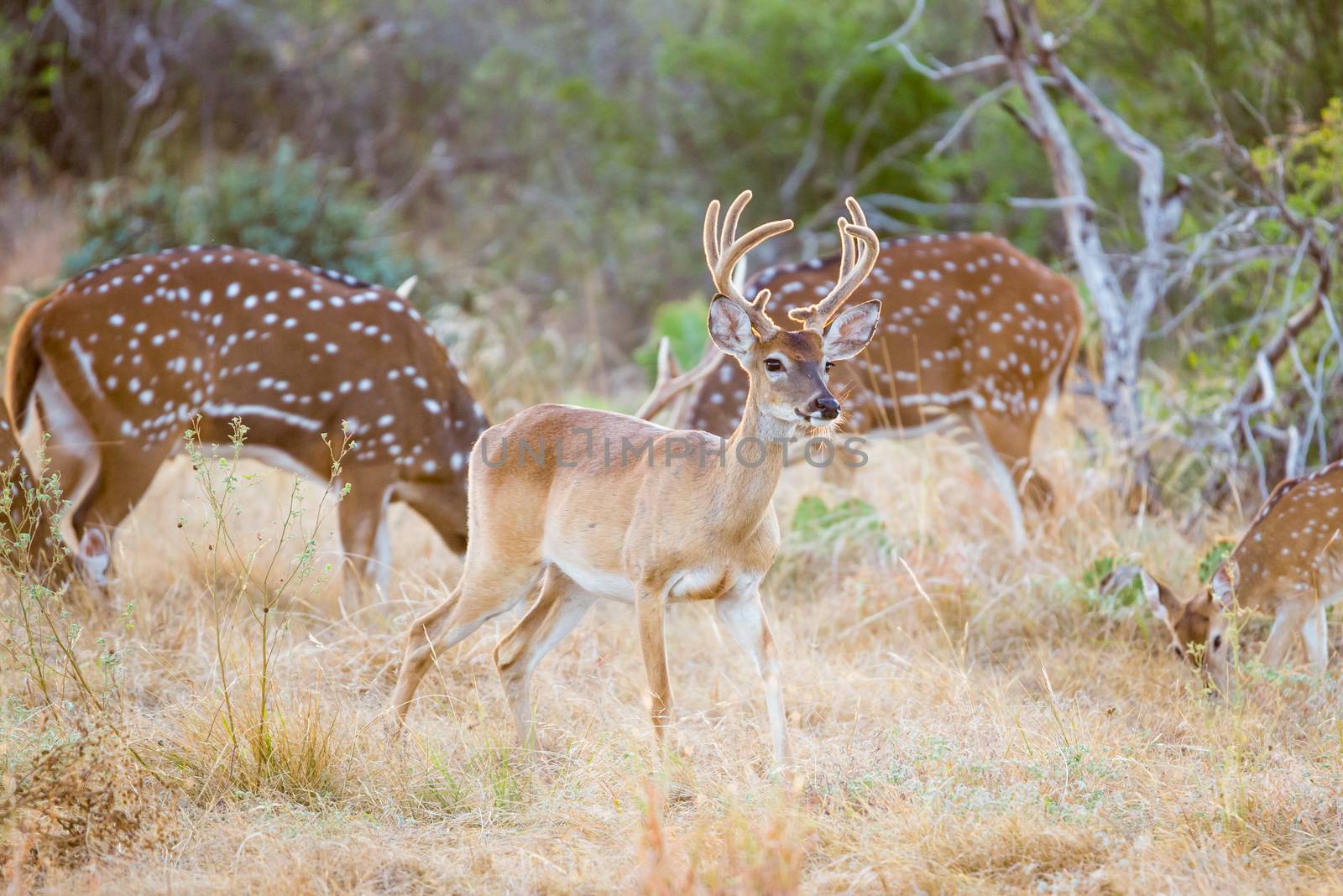Wild South Texas Whitetail deer buck in velvet
