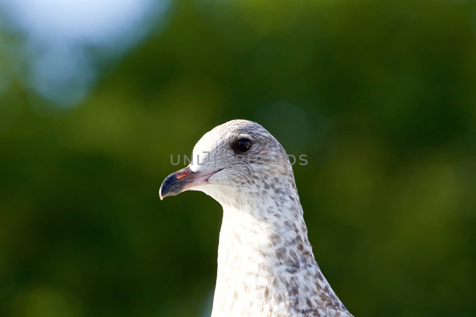 Beautiful portrait of the Lesser black-backed gull