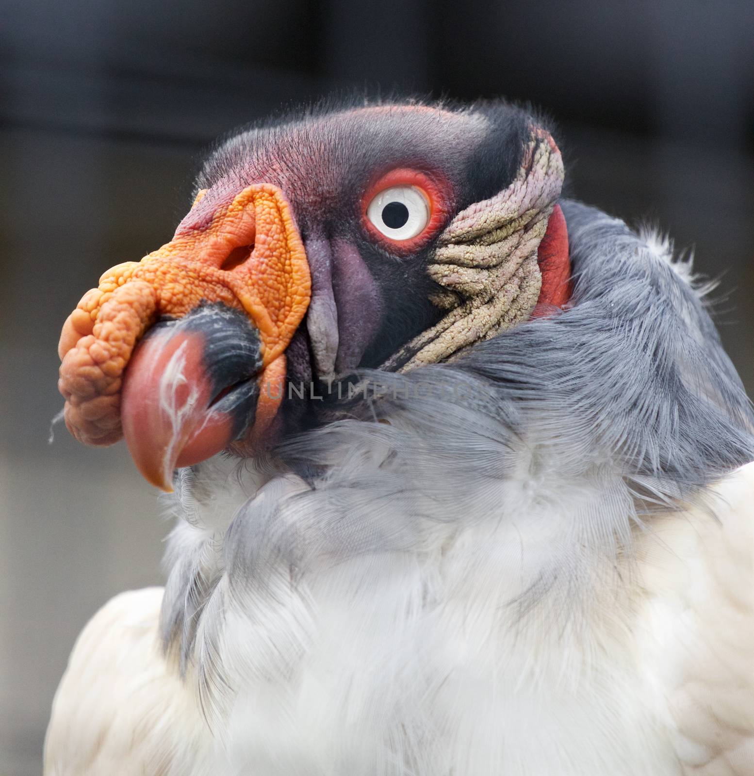 Funny portrait of a king vulture bird