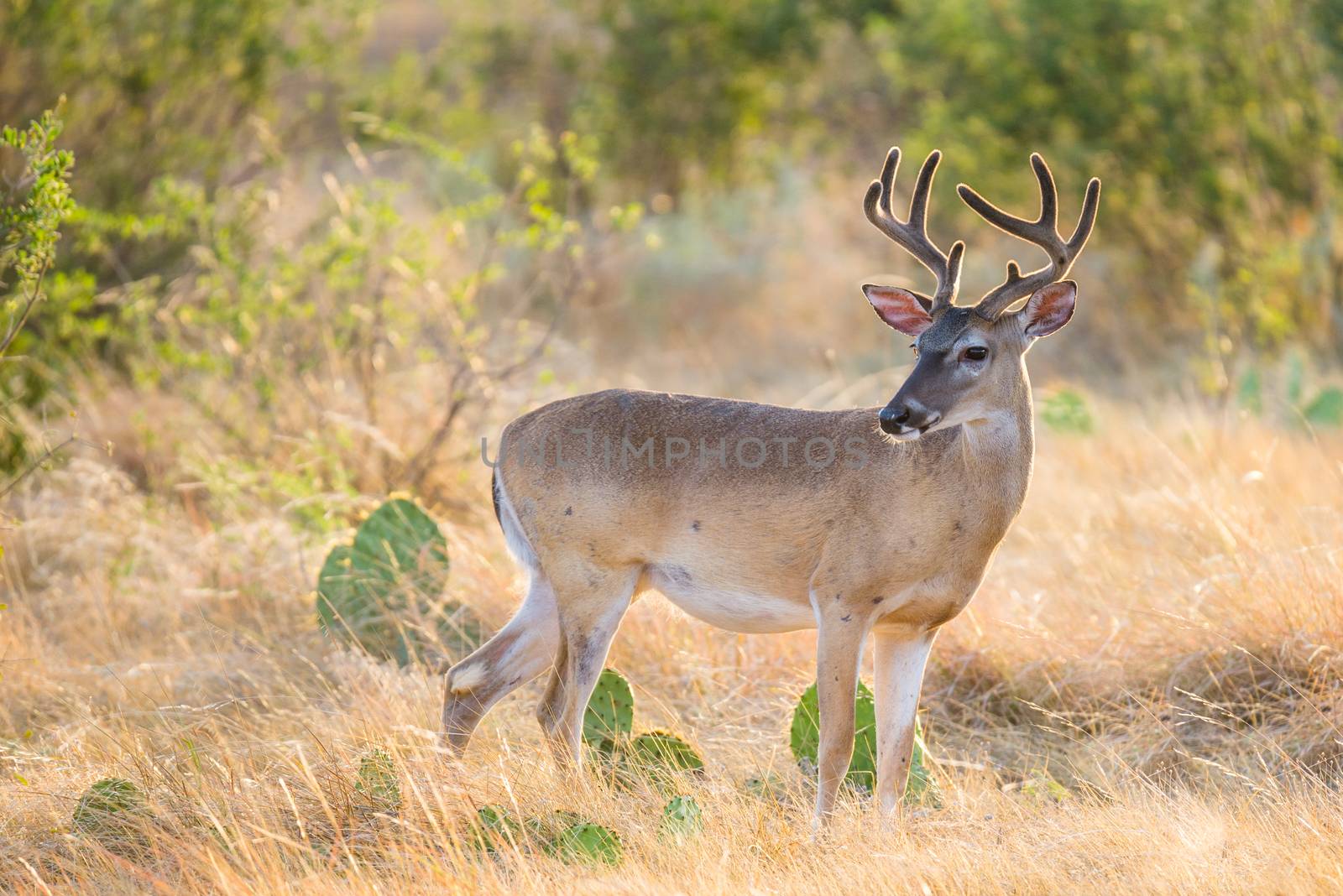 White-Tailed Deer by DJHolmes86