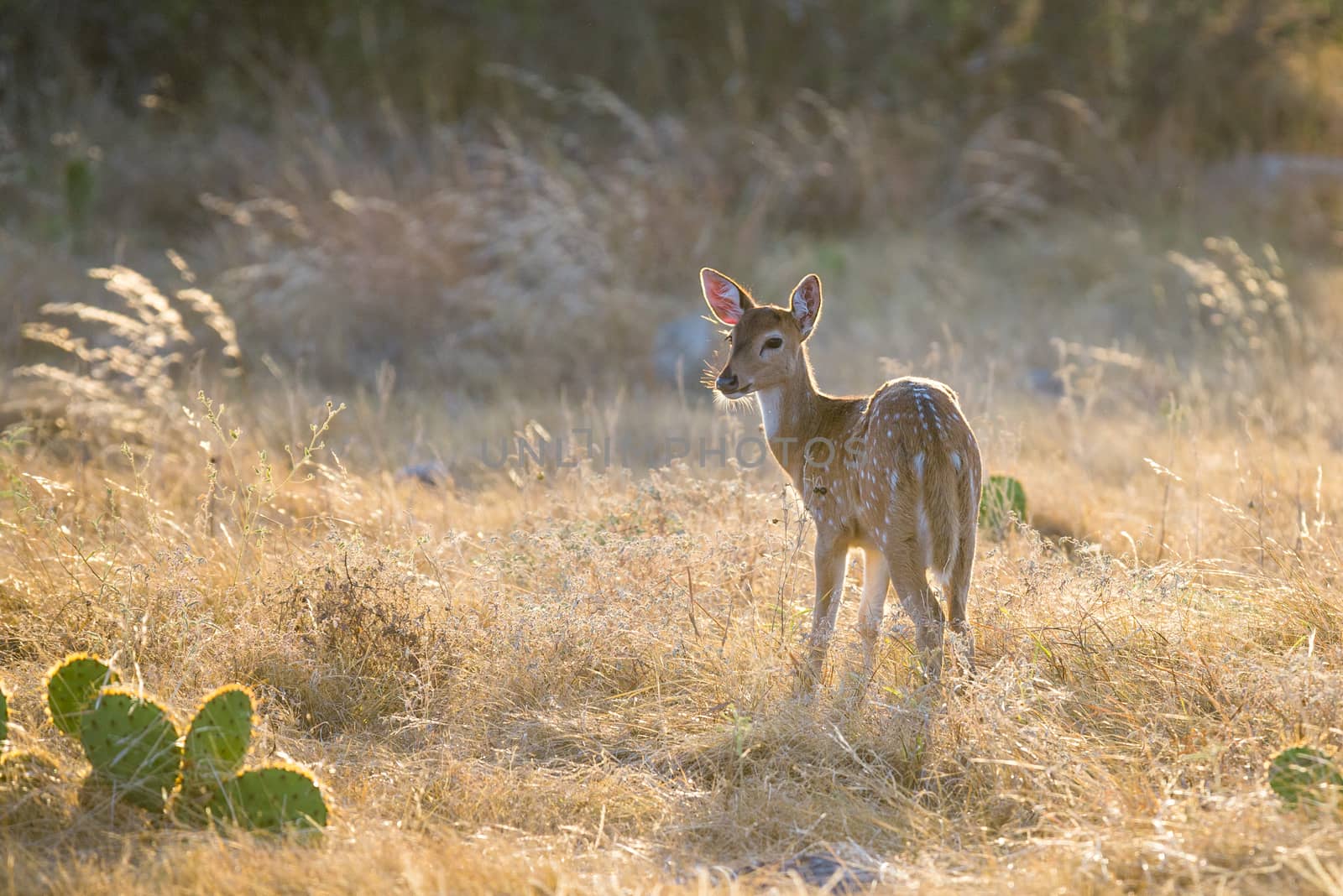 Wild South Texas Axis, Chital, or spotted Deer Fawn.