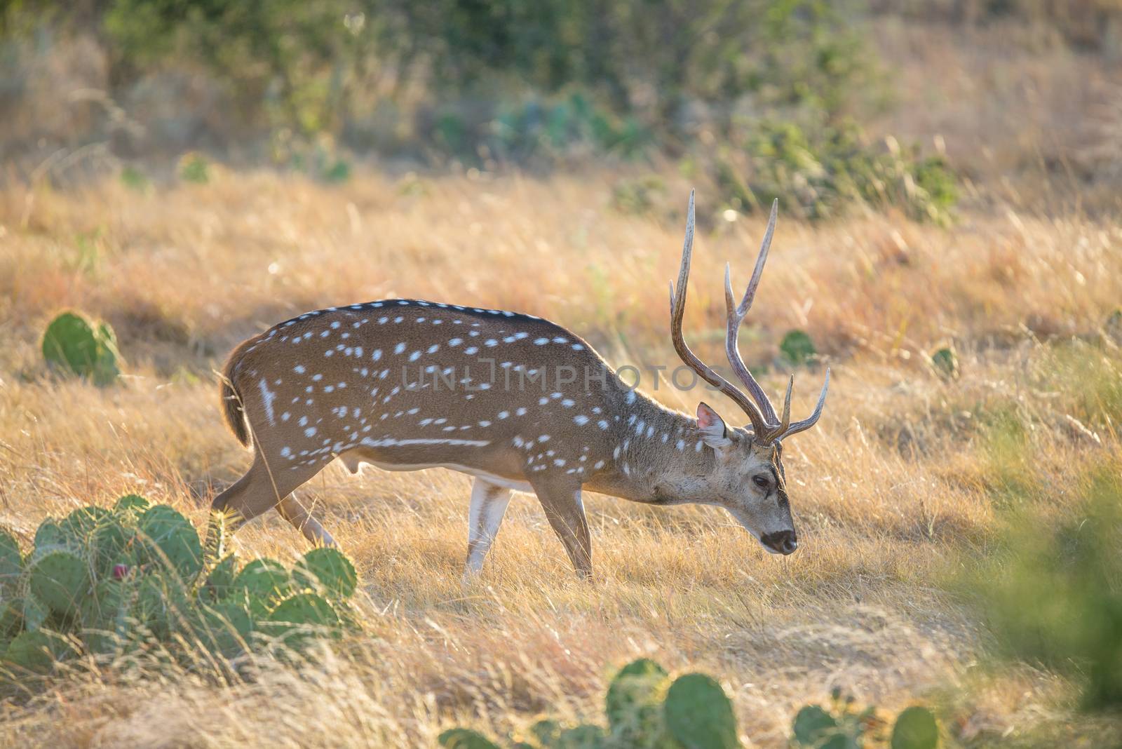 Wild South Texas Axis, Chital, or spotted Deer Buck.