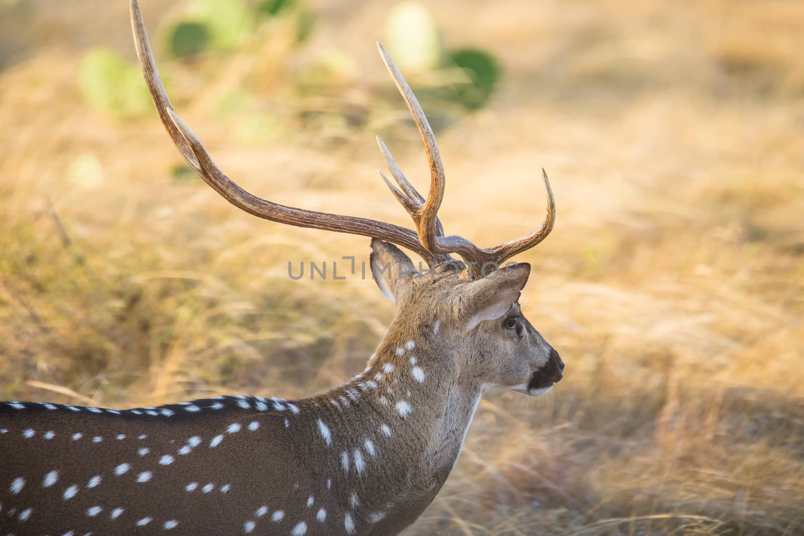 Wild South Texas Axis, Chital, or spotted Deer Buck close up.