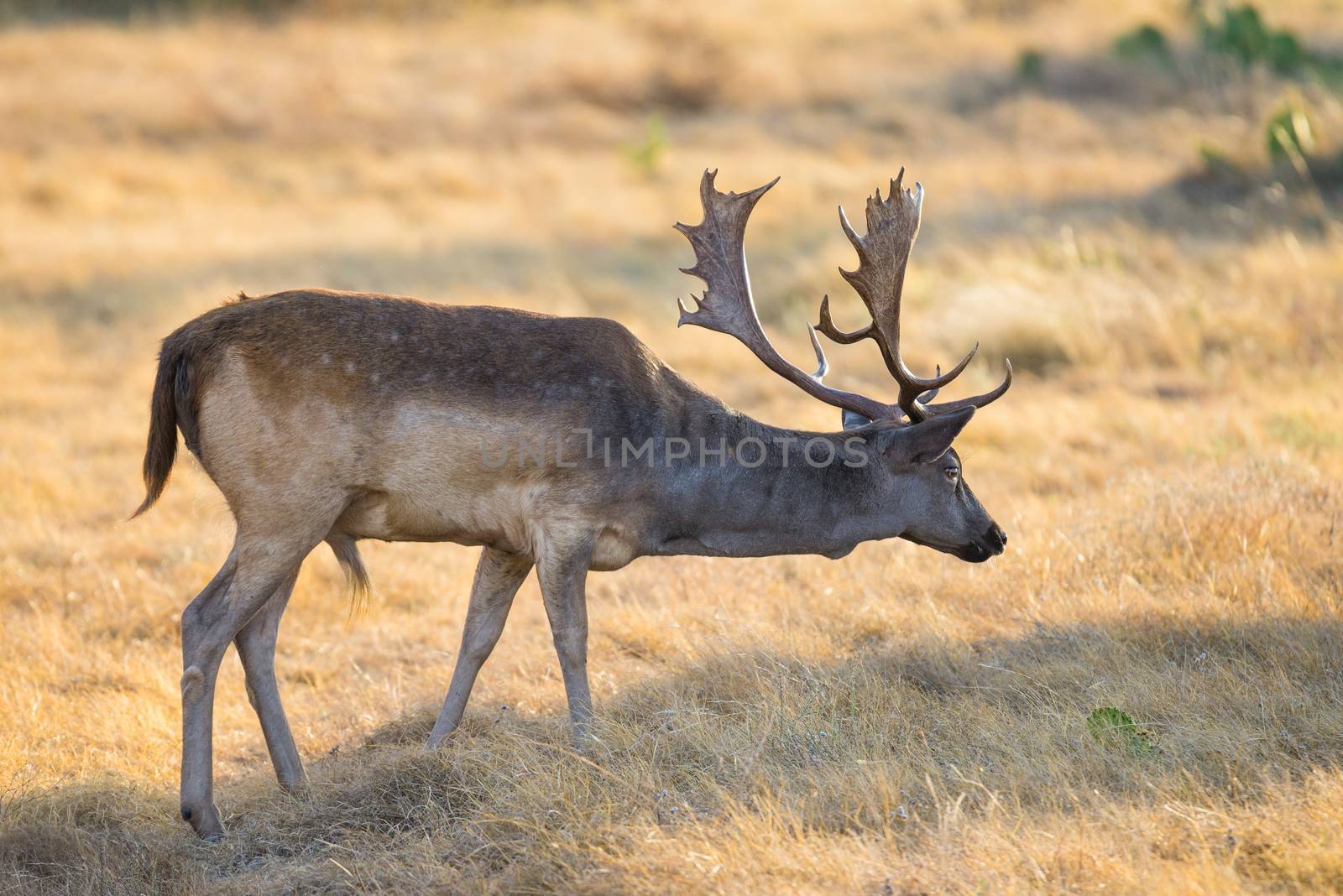 Wild South Texas Spotted fallow deer buck