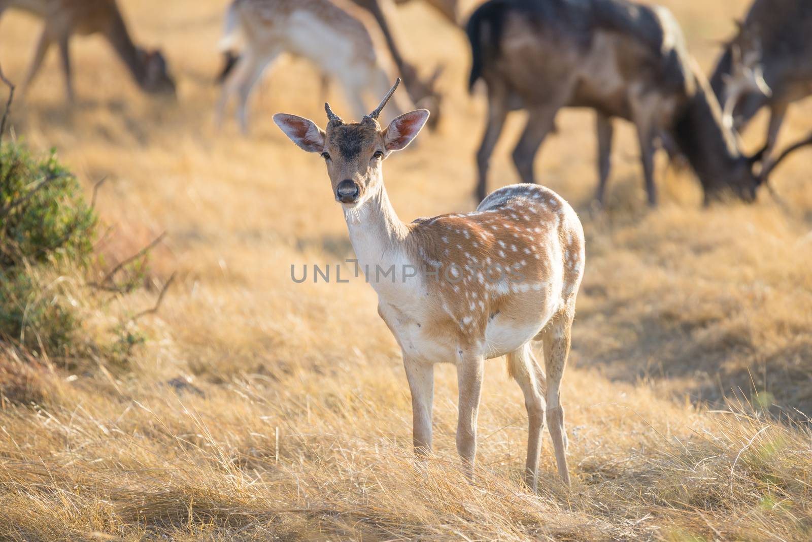 Wild South Texas spotted fallow deer buck yearling