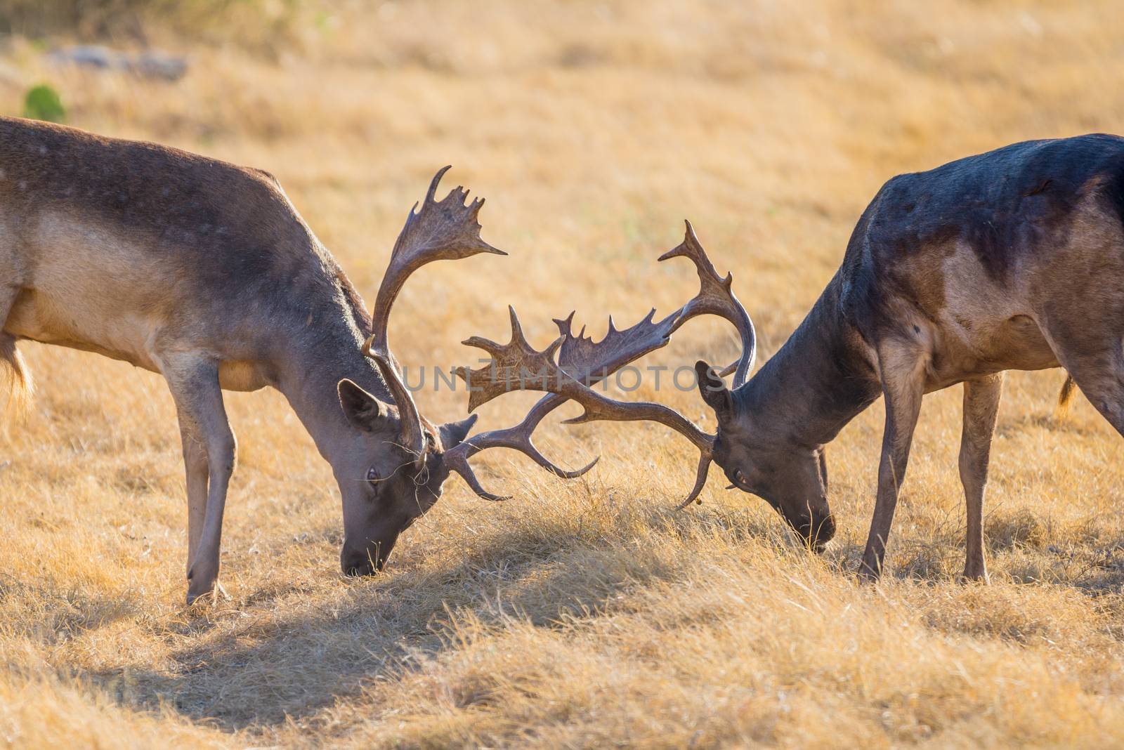 Fallow Deer Fight by DJHolmes86