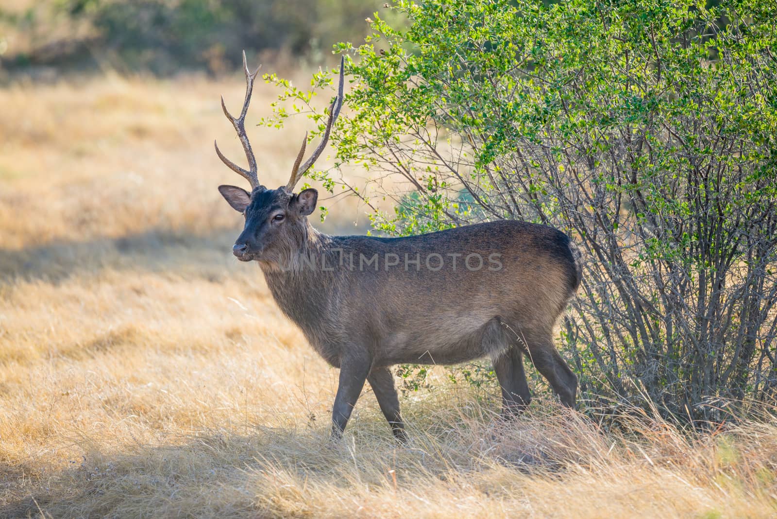 Spotted Deer Buck by DJHolmes86