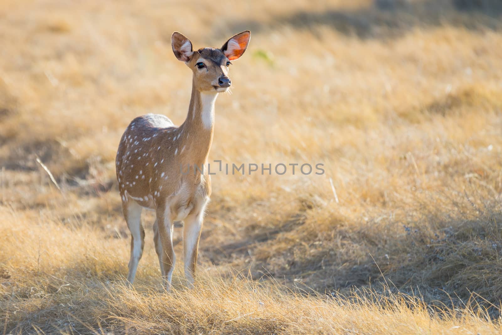 Wild South Texas Axis, Chital, or spotted Deer doe.