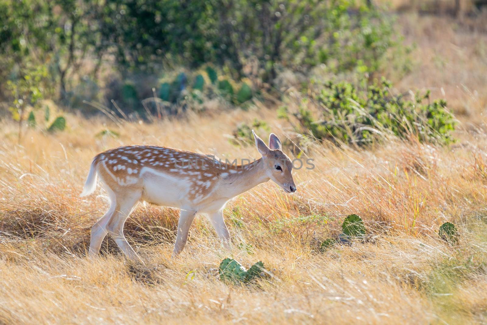 Spotted Fallow Deer Fawn by DJHolmes86