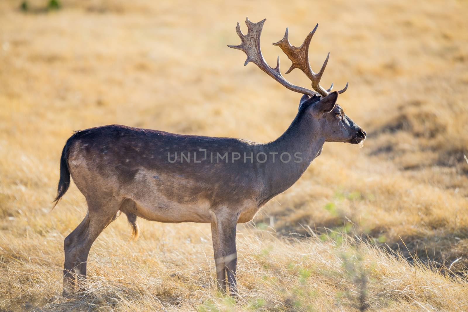 Fallow Deer by DJHolmes86