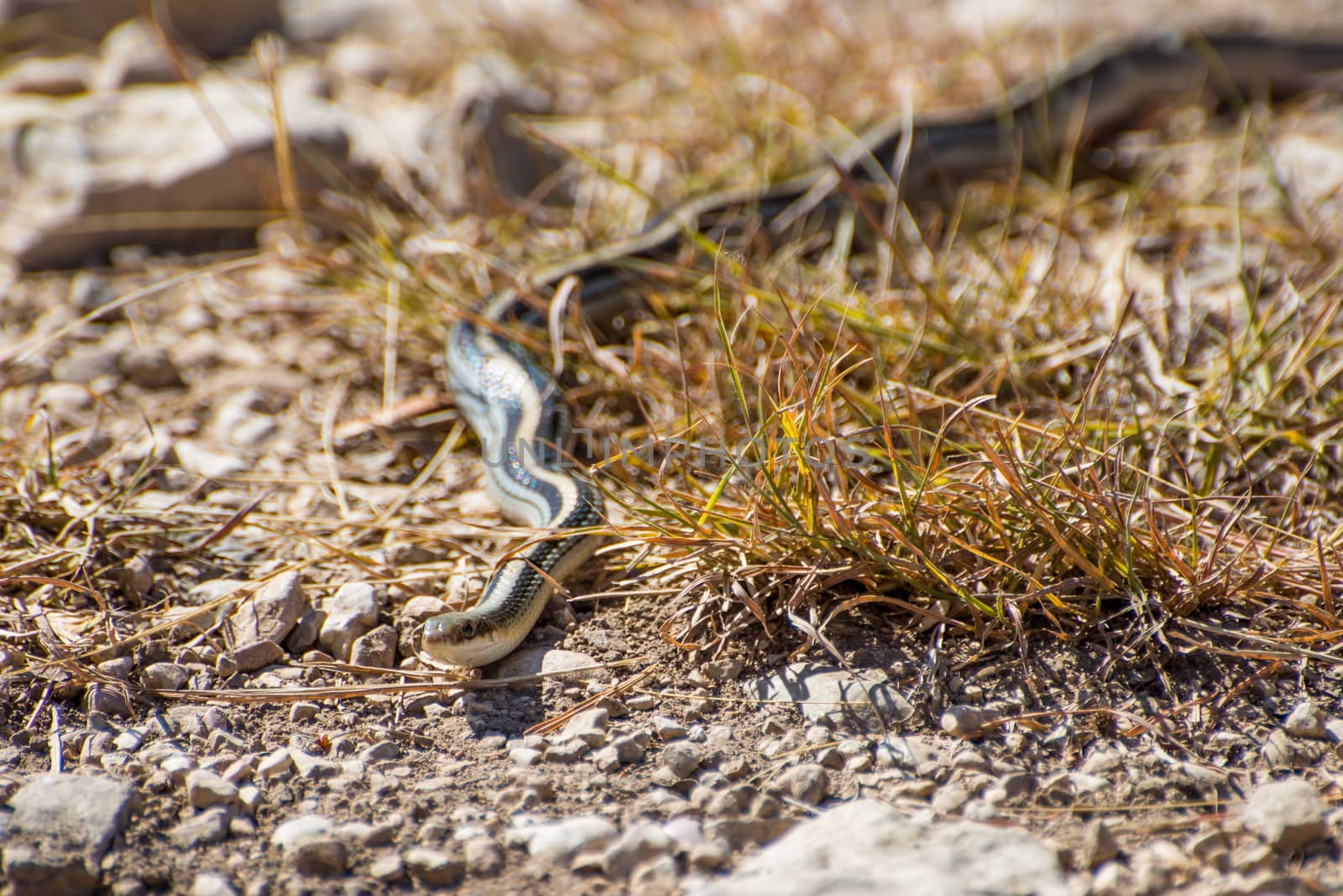 Wild South Texas garter snake slithering through the grass