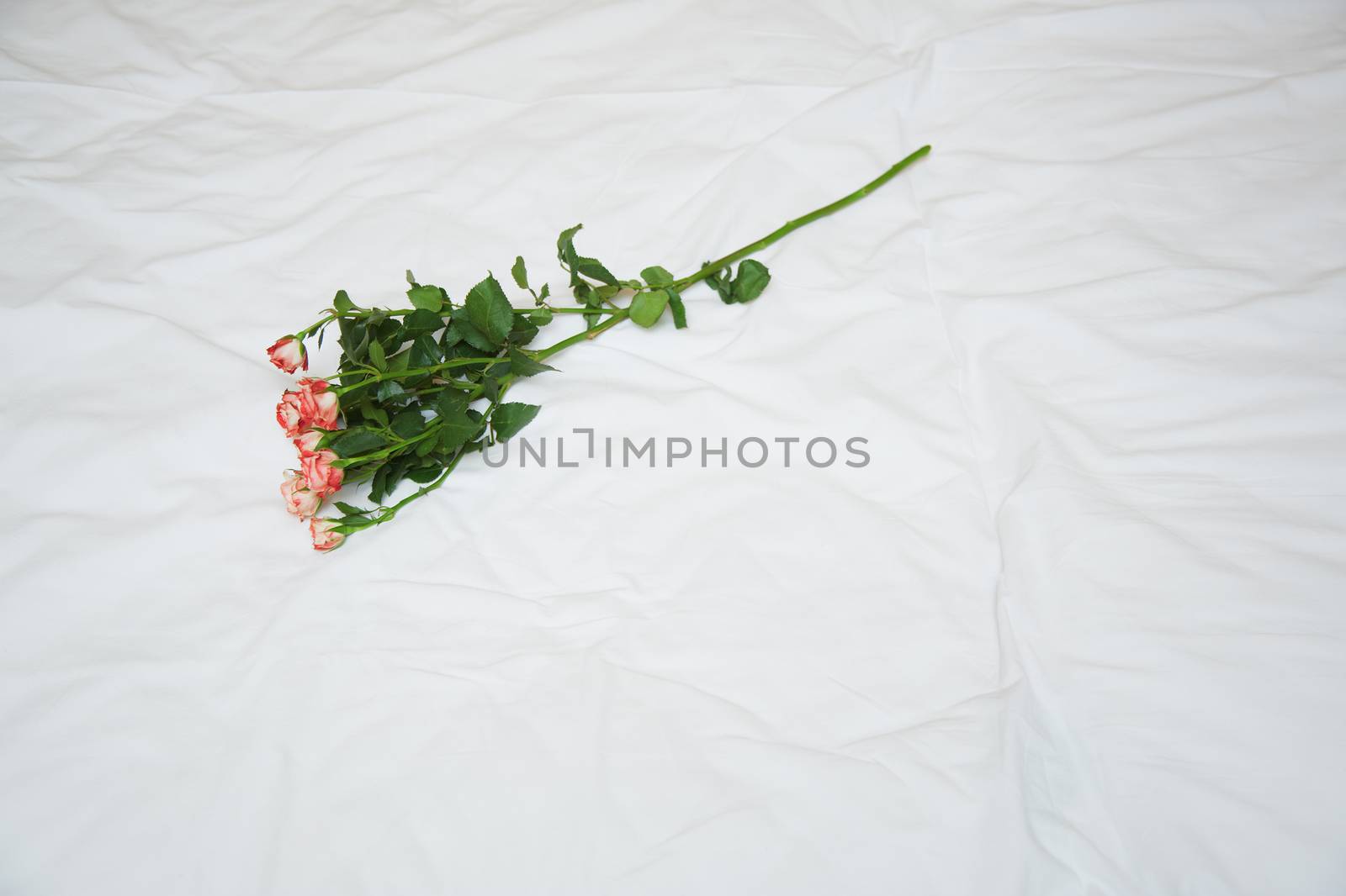 Rose on a bed. View from above. Horizontal photo