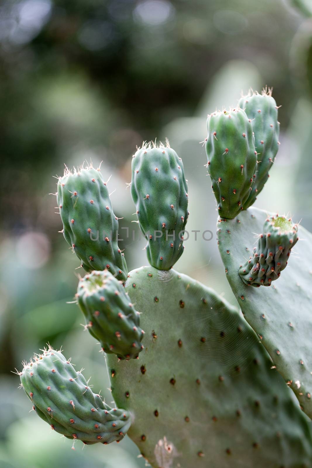 Beautiful Cactus in the Garden by wjarek