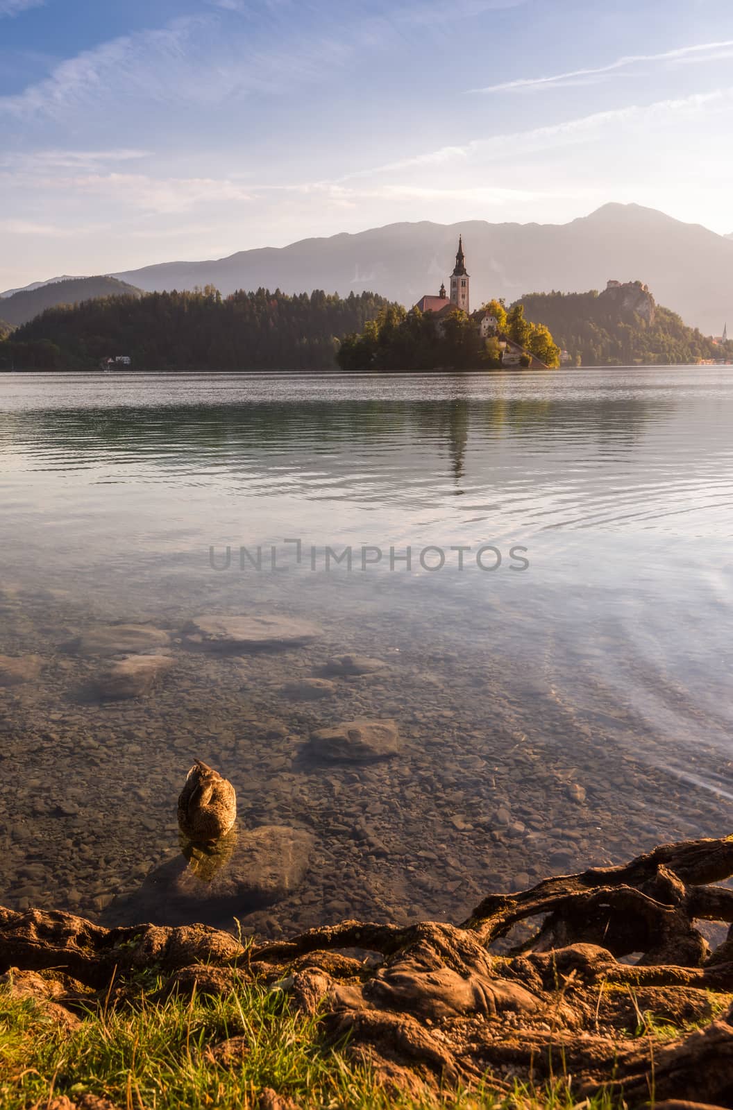 Little Island with Catholic Church in Bled Lake, Slovenia  at Sunrise with Castle, Duck and Roots on the Shore and Mountains in Background