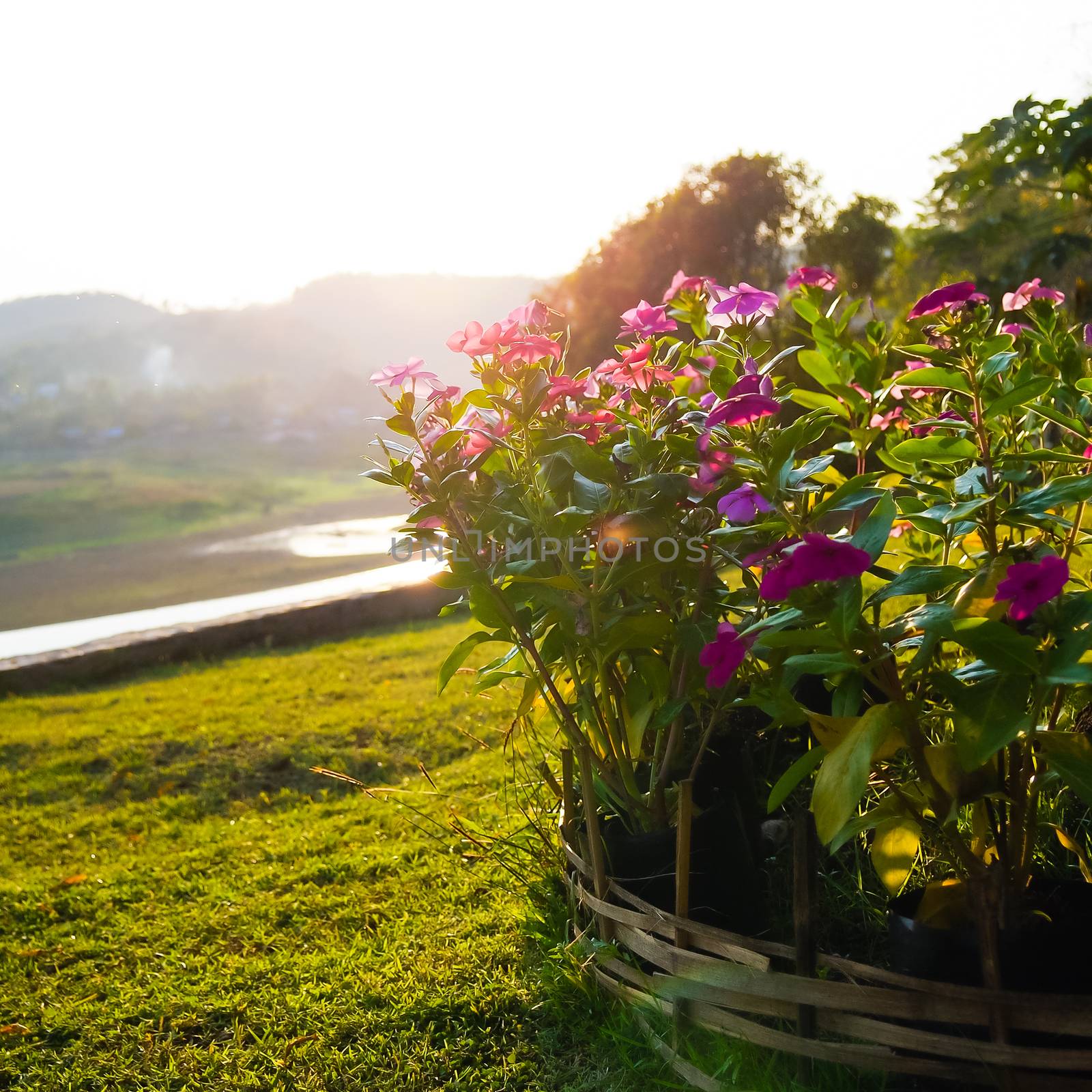 Magenta flower touch the sunlight on the morning by Songalia river in Sangklaburi, Kanchanaburi, Thailand