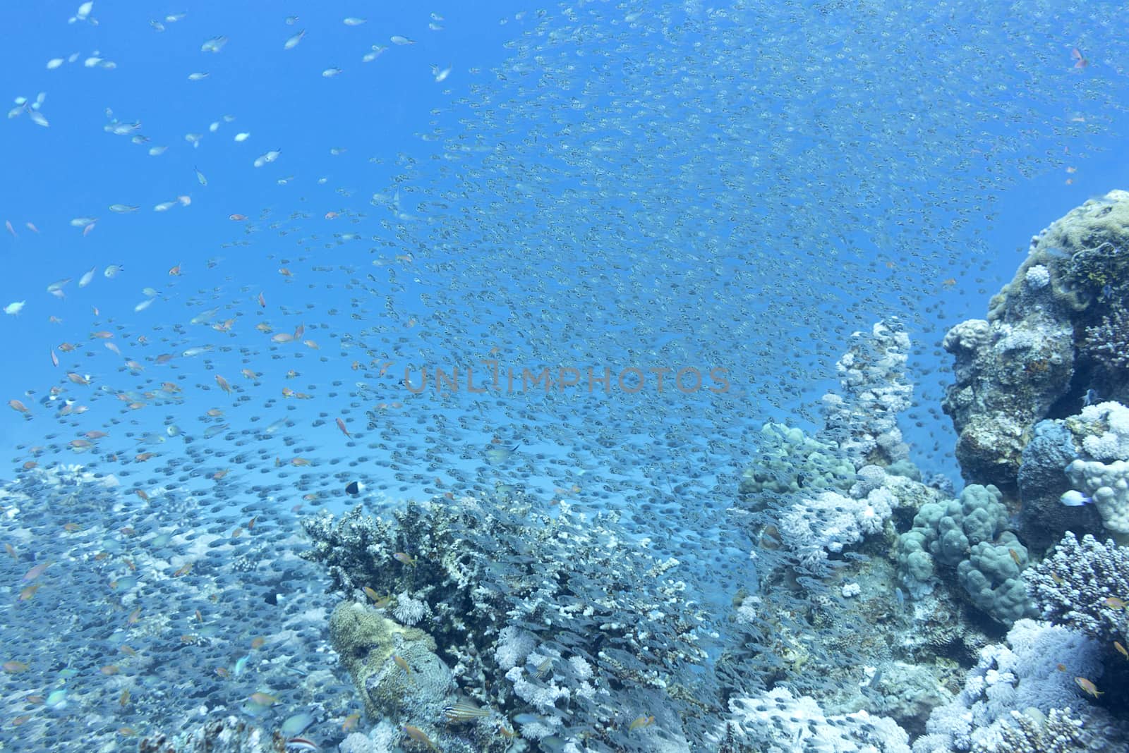 Shoal of glassfishes - Red Sea Sweepers, underwater by mychadre77
