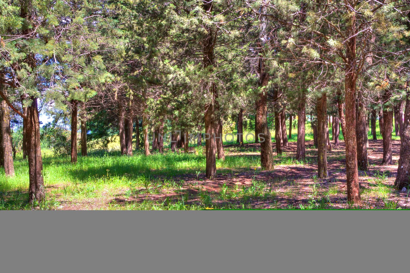 beautiful green forest by donfiore