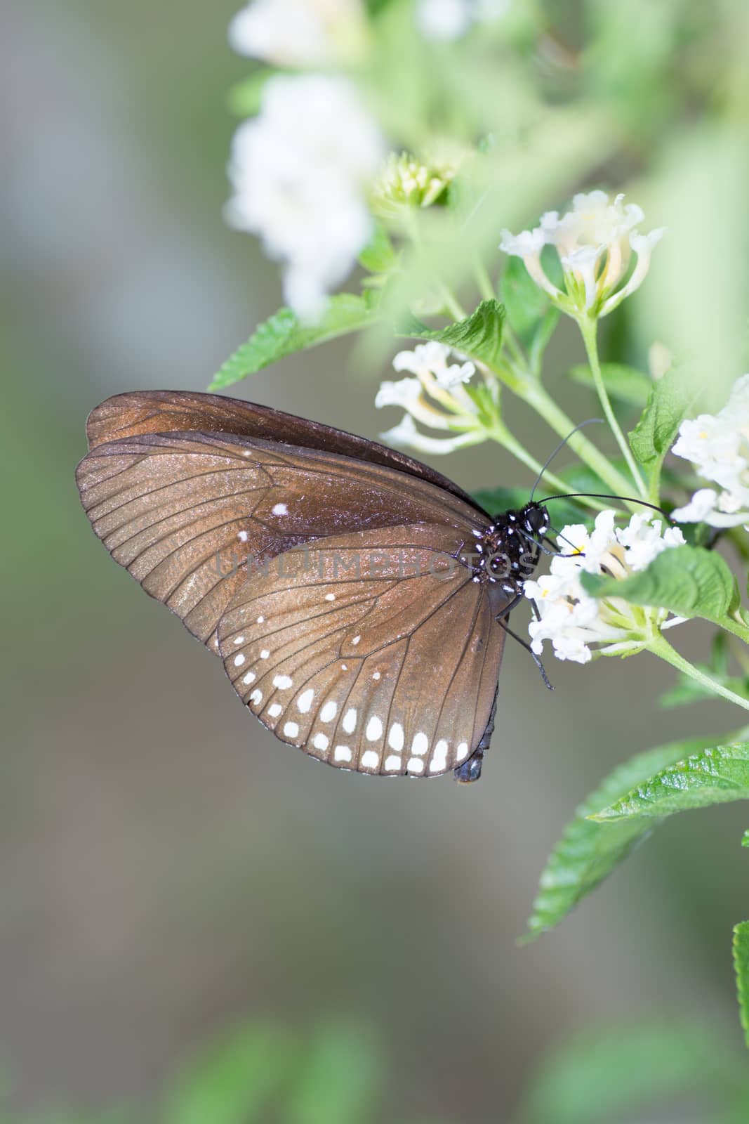 Common Indian Crow butterfly, Euploea core, on Lantana flower.