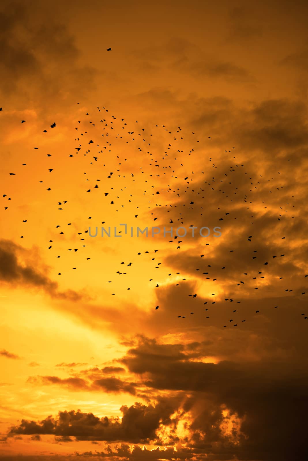 flocks of starlings flying into a beautiful yellow sunset sky by morrbyte