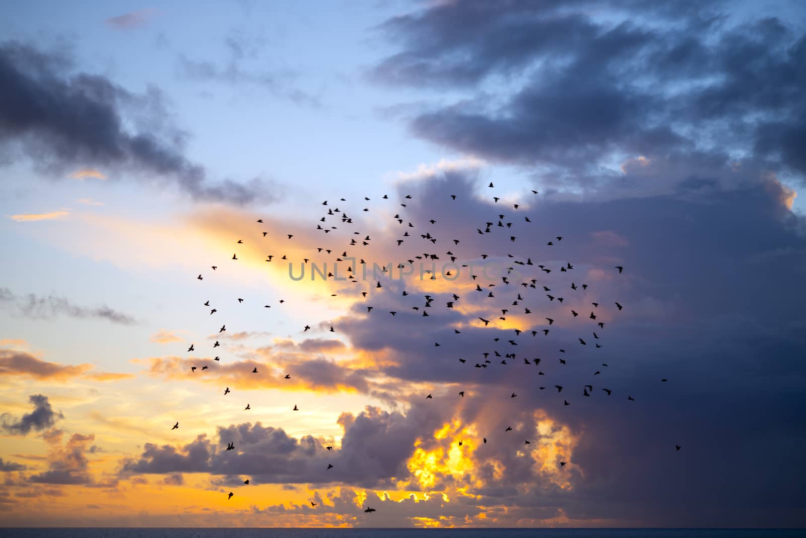 flocks of starlings flying into a blue yellow sunset sky by morrbyte