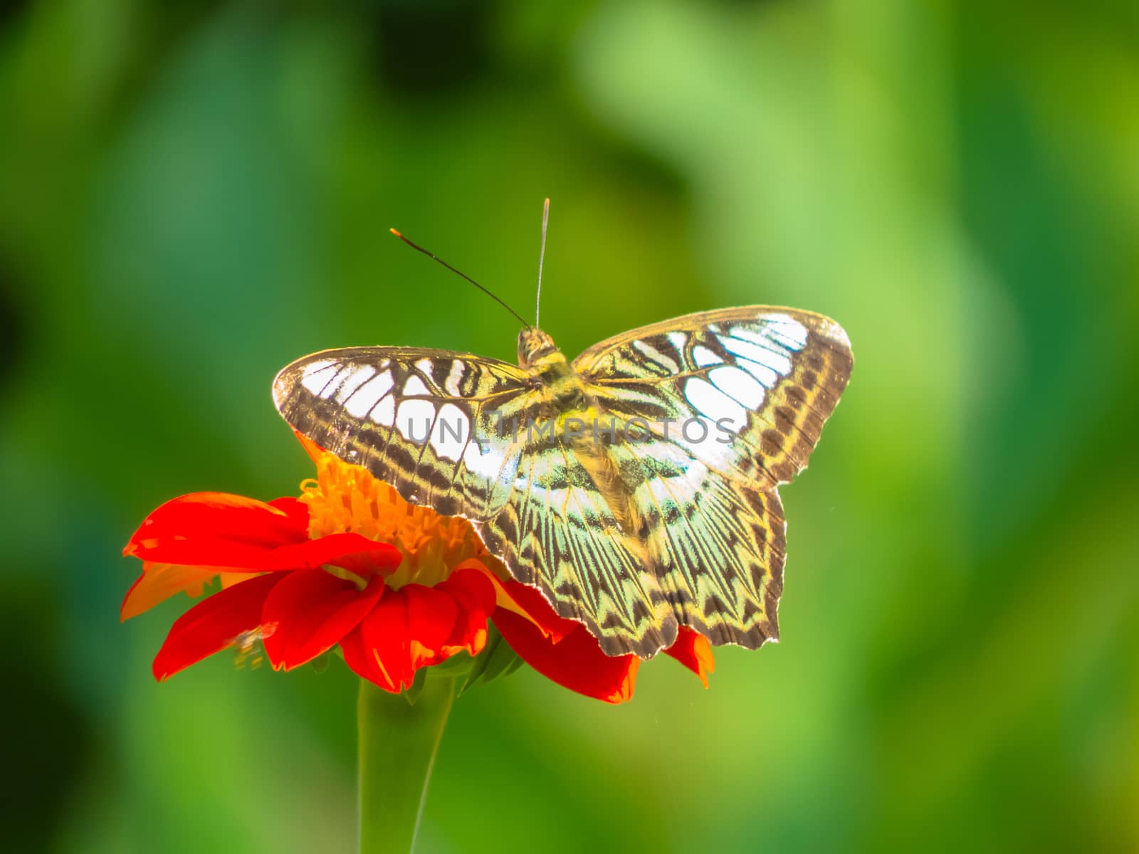 Clipper butterfly, Parthenos sylvia on Zinnia flower with green background.