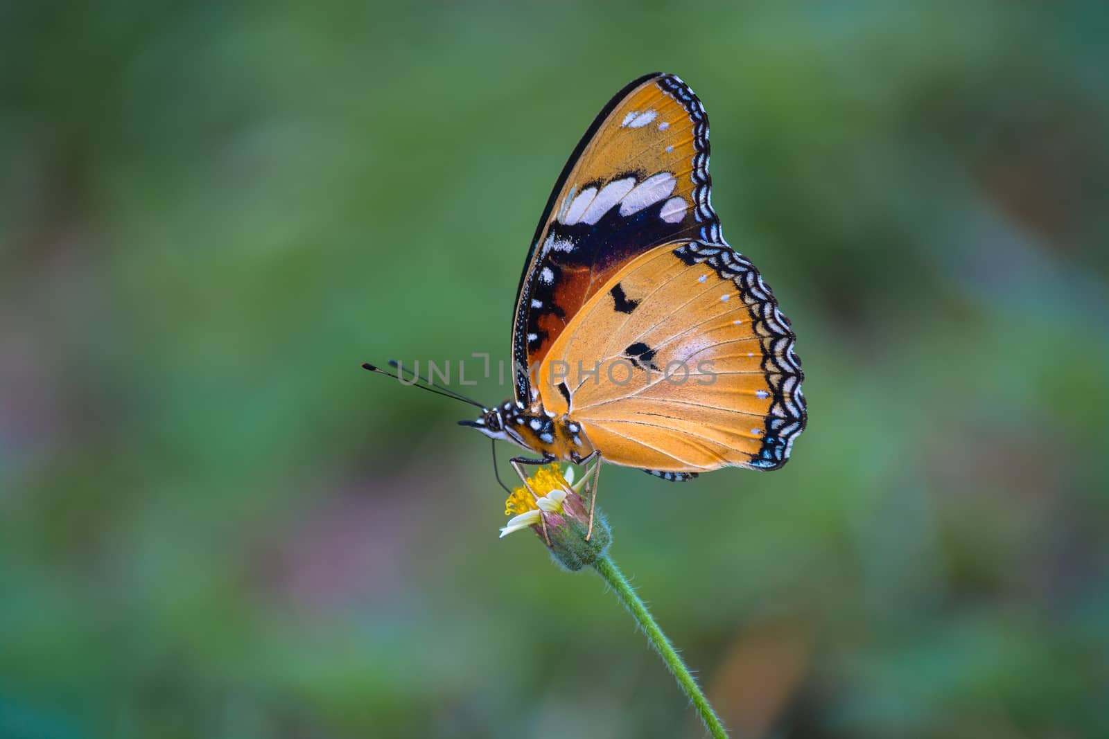 Plain Tiger butterfly, Danaus chrysippus on wild flower against blur background.