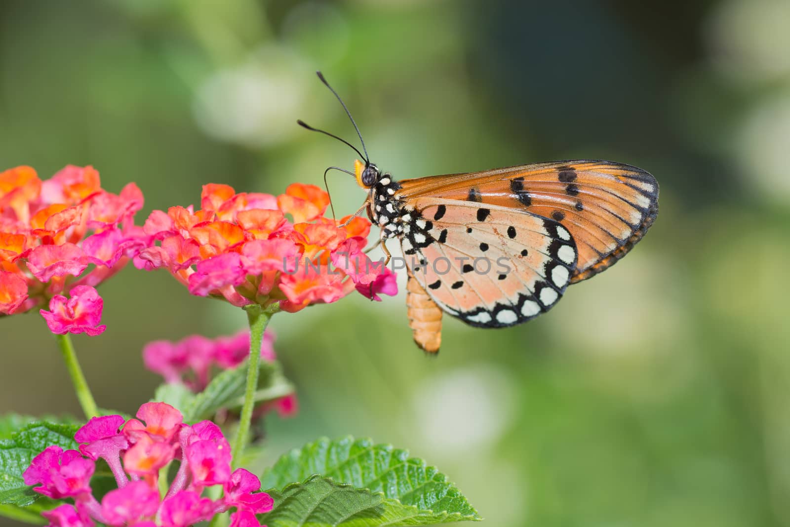 Tawny Coster butterfly, Arcaea viloae on Pink Lantana flower.