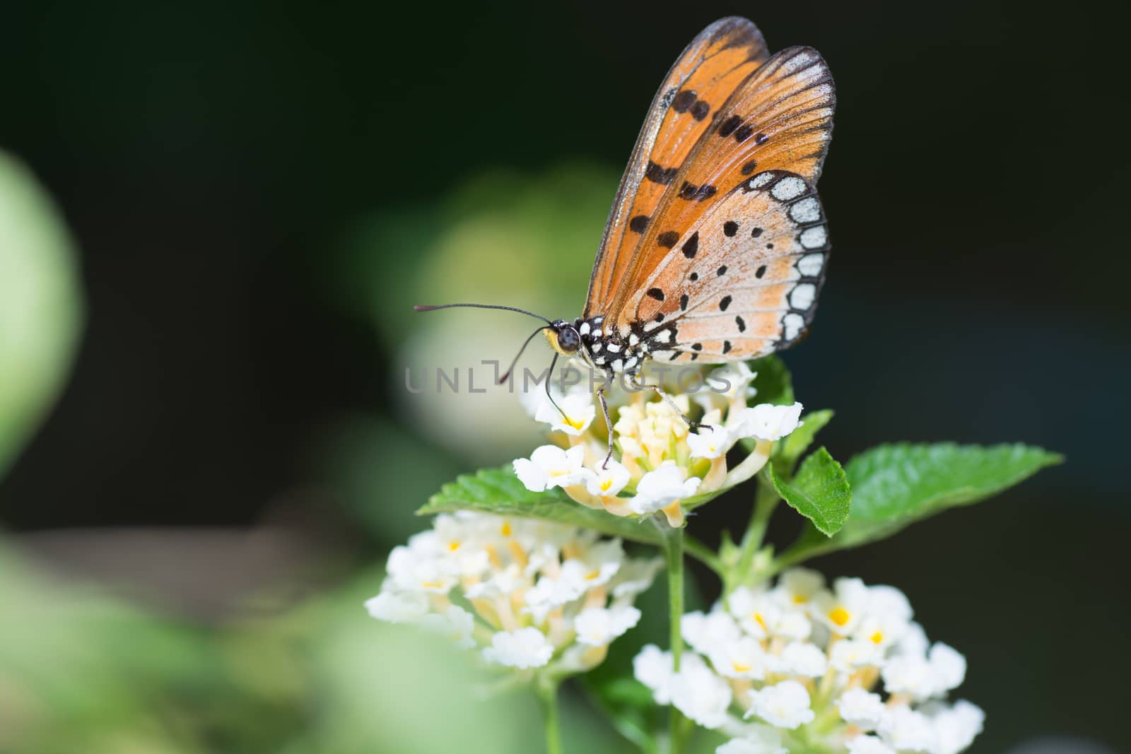 Tawny Coster butterfly, Arcaea viloae on Lantana flower.