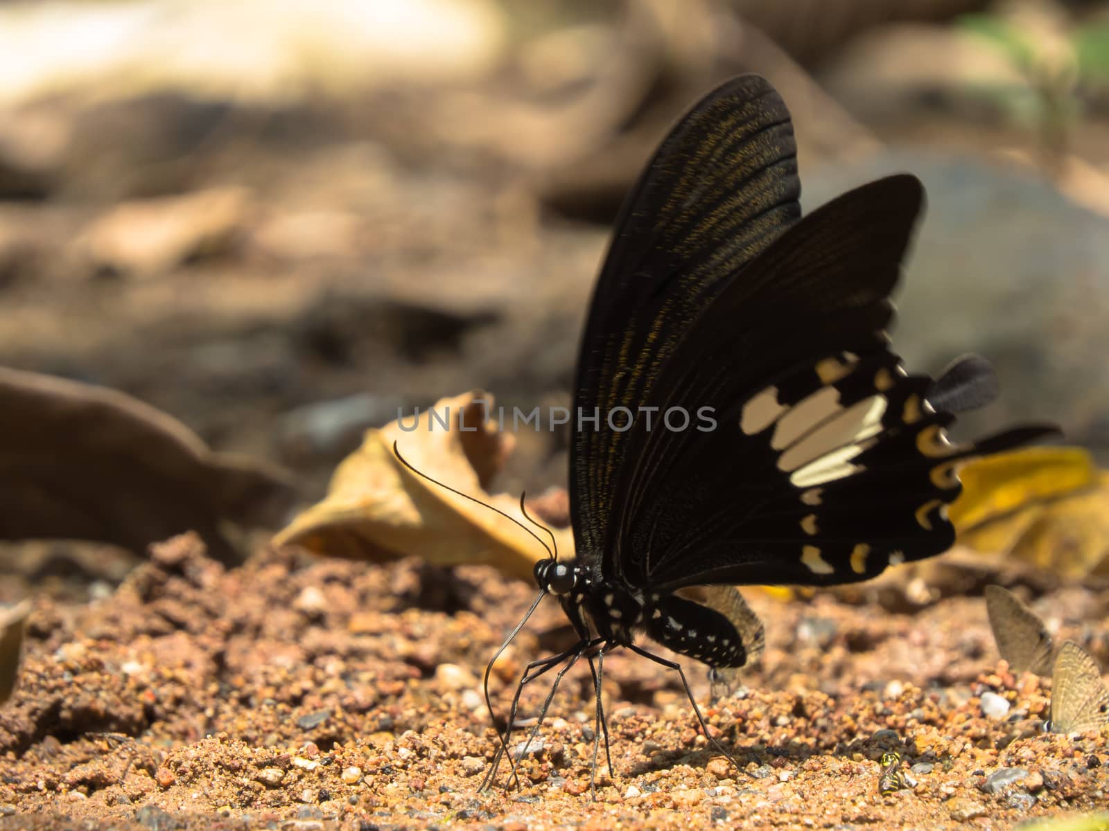 Black and white Halen, Papilio nephelus on gravel background.