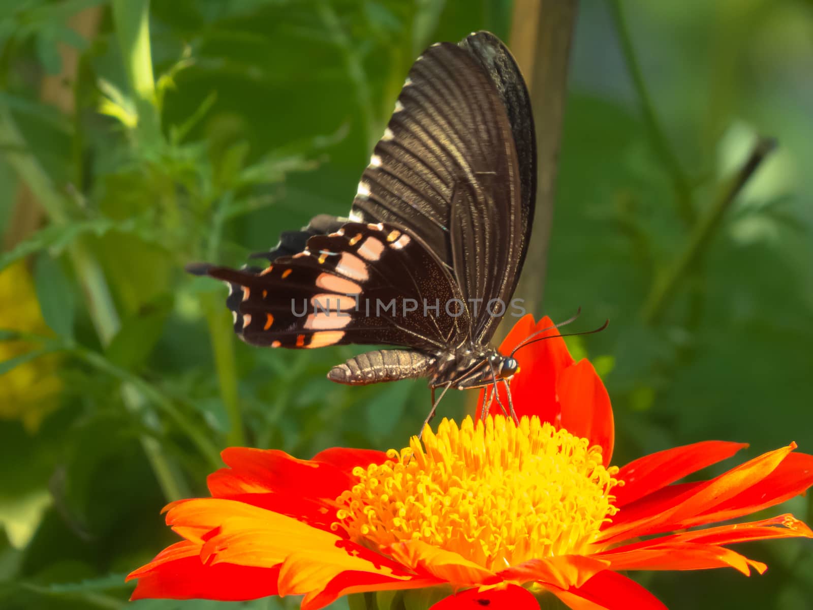 Common Mormon, Papilio polytes on Zinnia flower against bushy background.