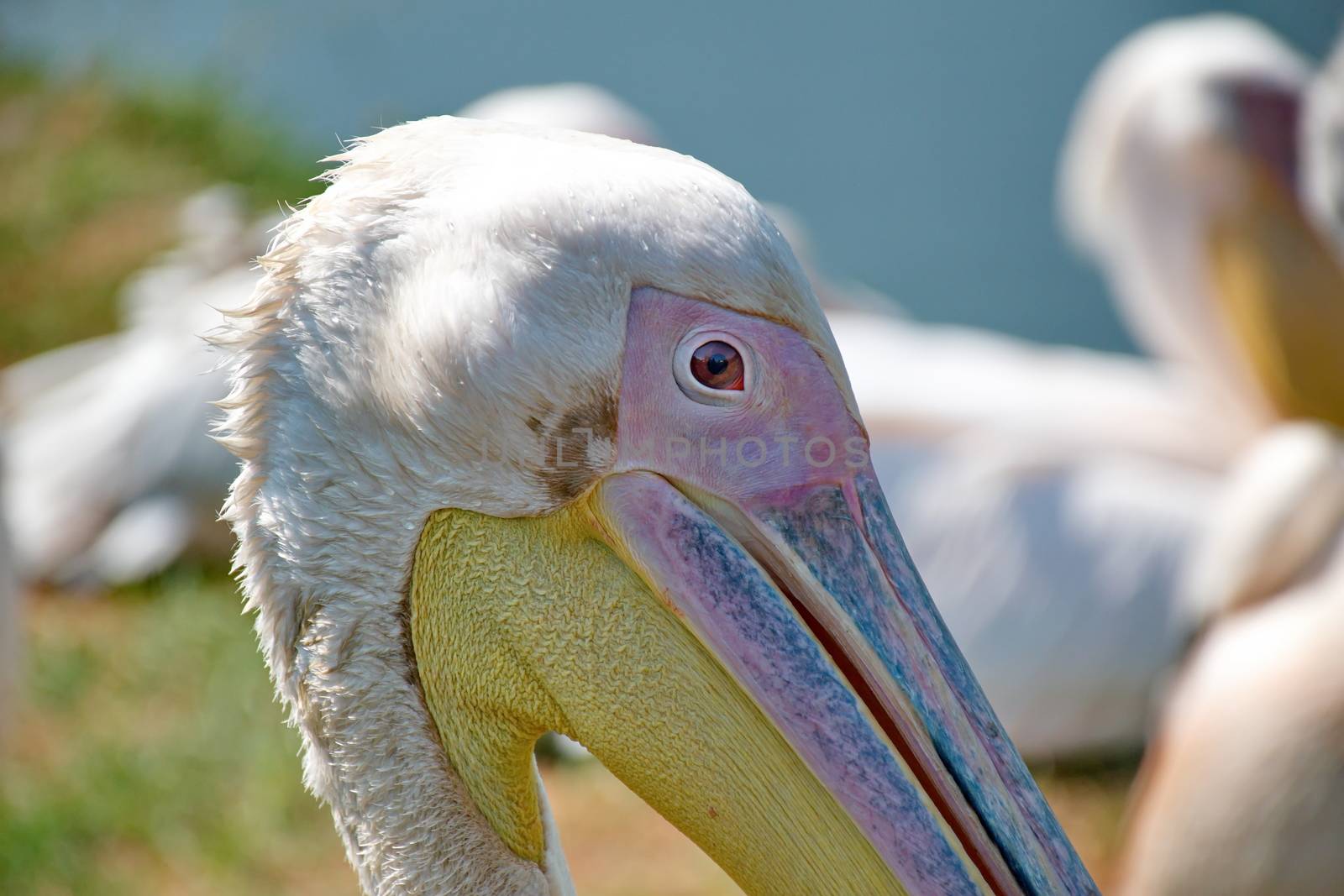 Pink pelican by anderm