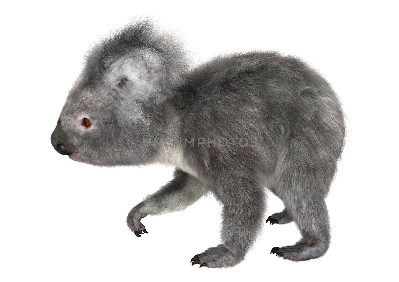 3D digital render of a cute koala walking isolated on white background