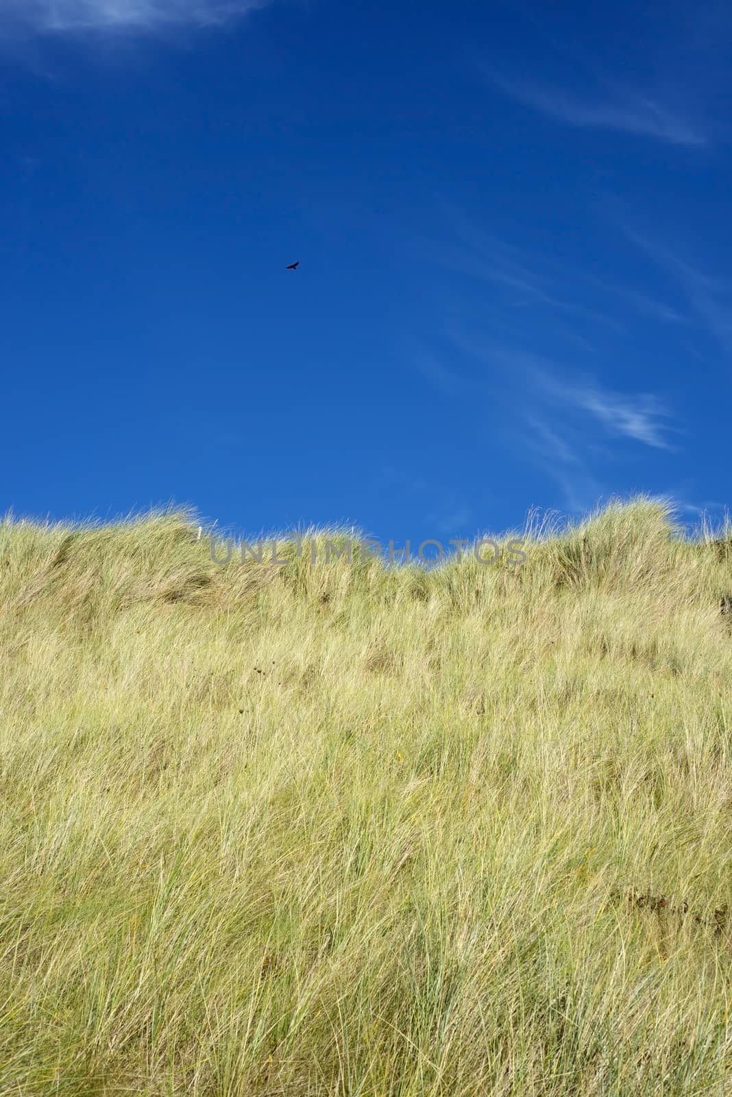 large green sand dunes and blue sky by morrbyte
