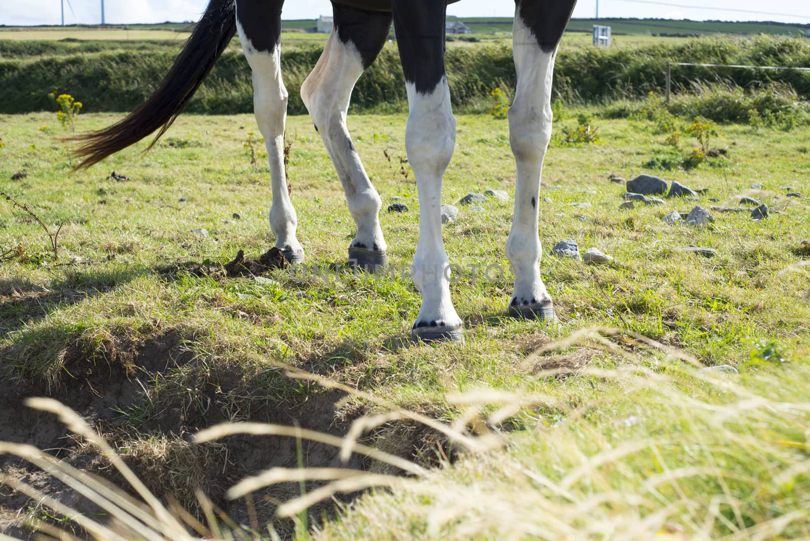 legs of horse in a field with green grasss by morrbyte