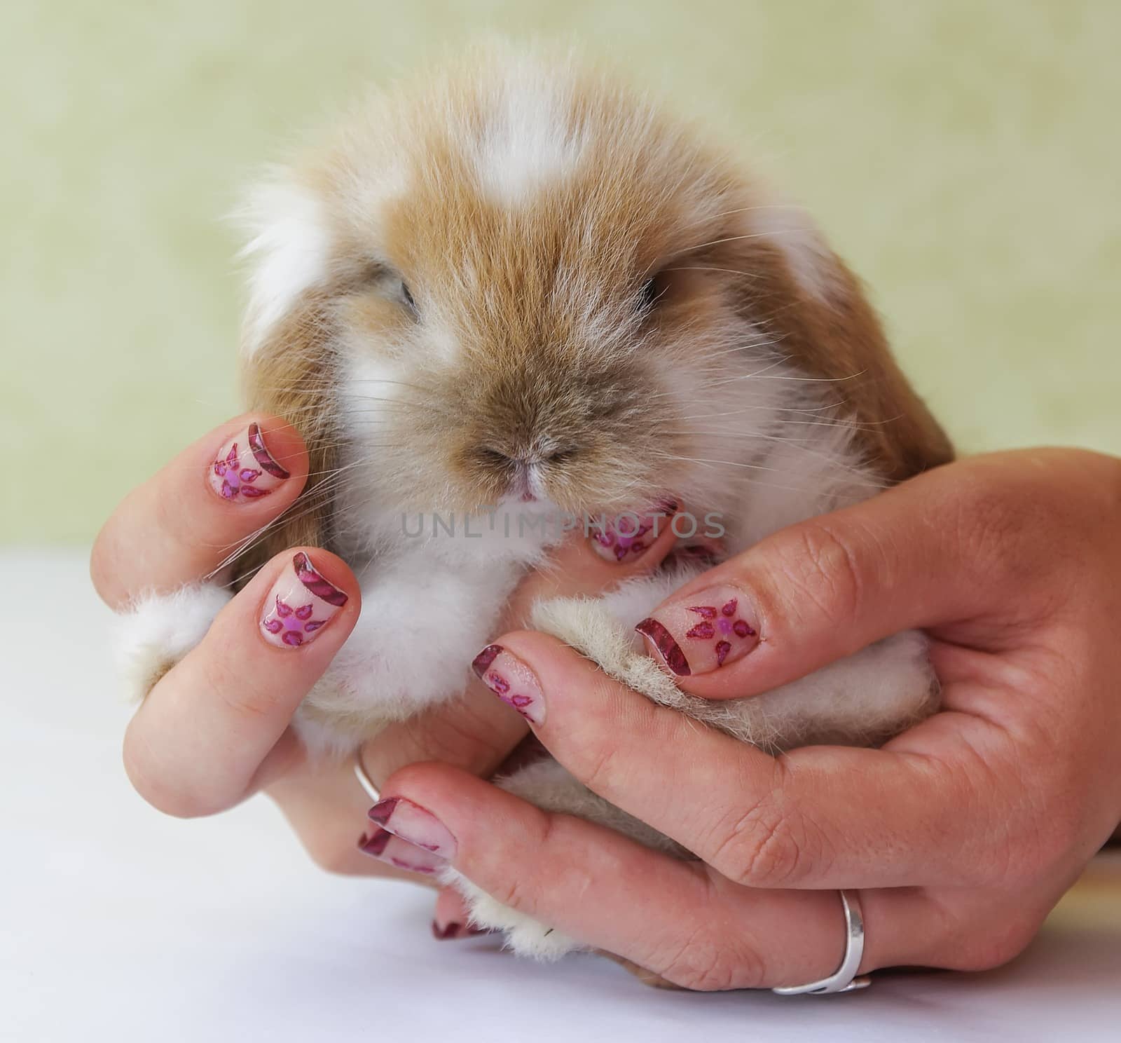 cute lop eared baby rabbit in girls hands