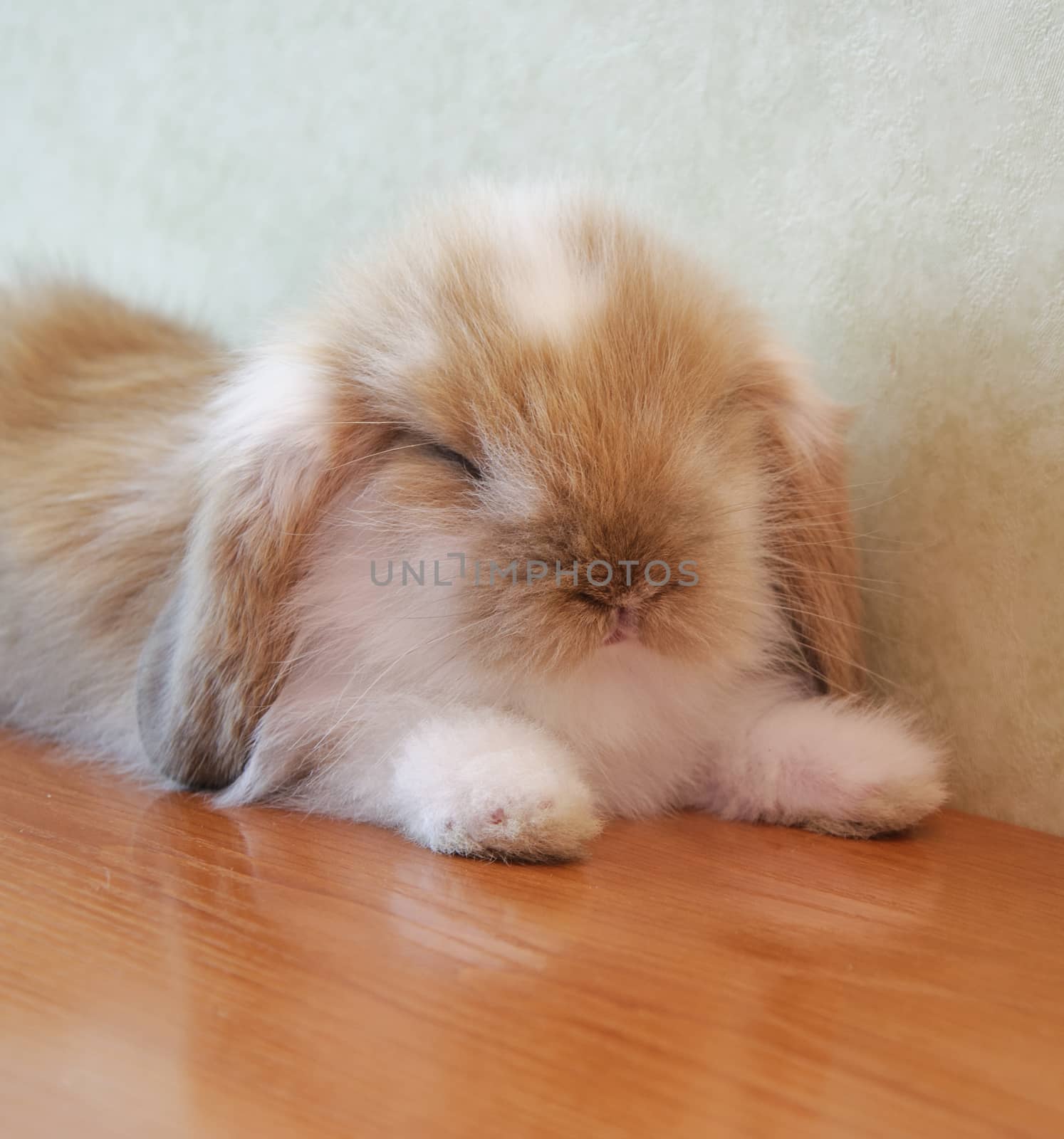 cute lop eared baby rabbit sleeping on floor