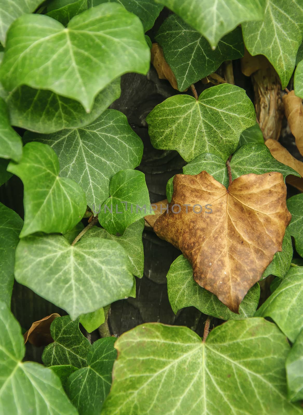 close up of ivy plant with dry and green leaves