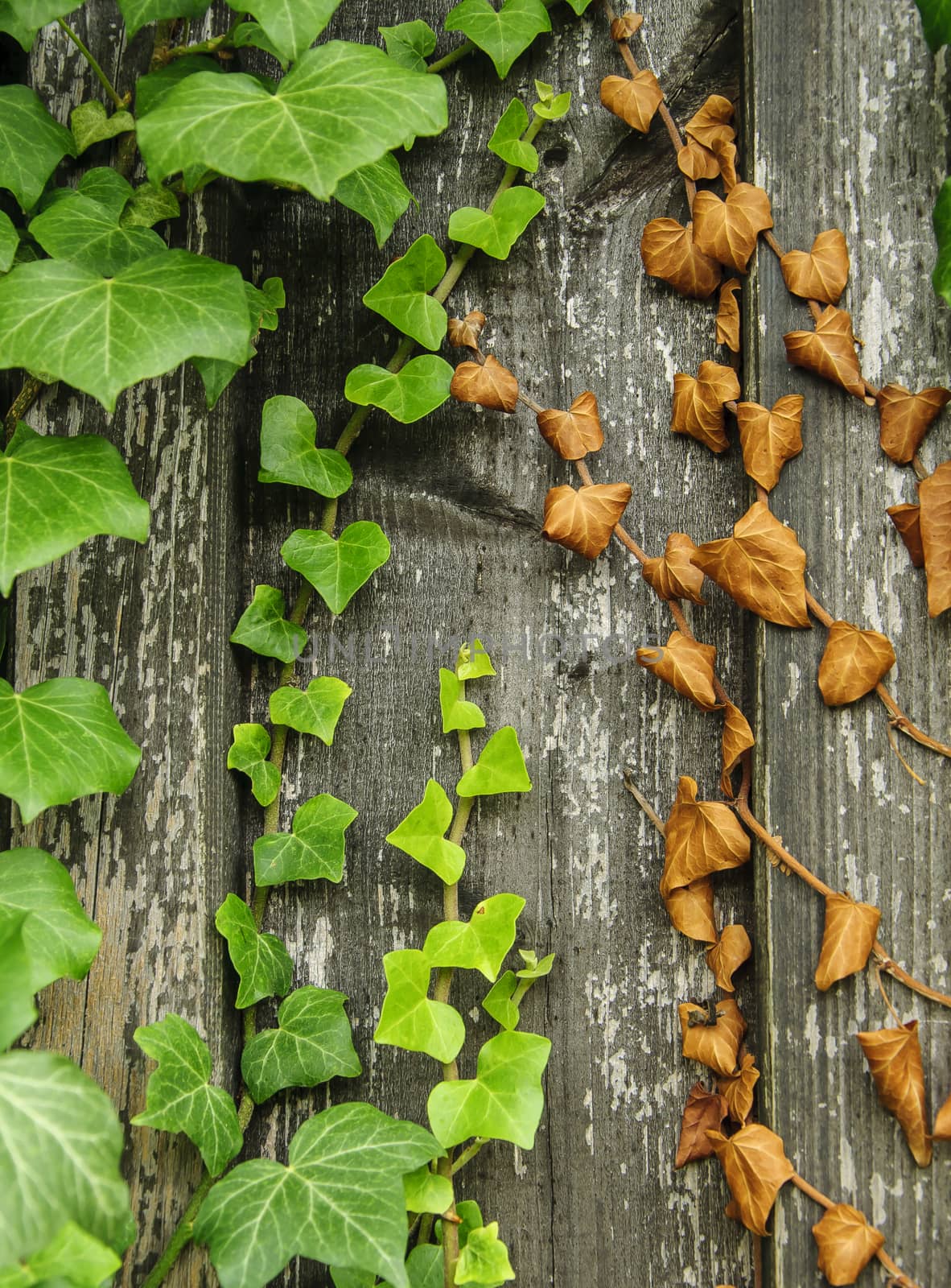 creeping ivy with green and dry leaves