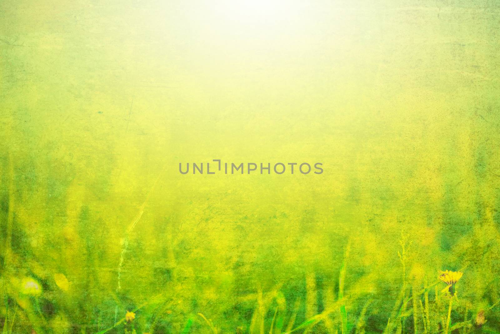 Photo of grass with sunlight