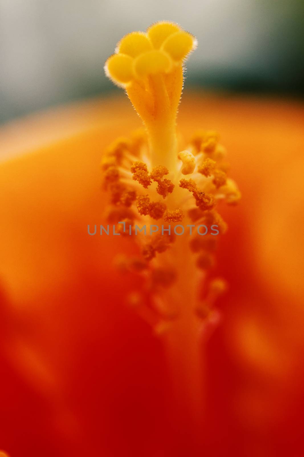 Macro photo of an orange hibiscus pistil