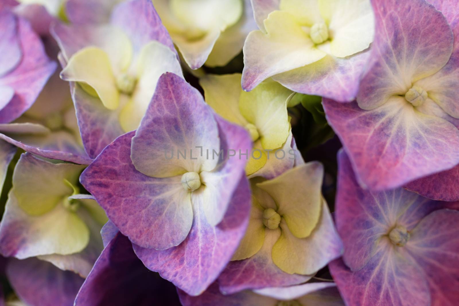 Close up photo of the beautiful and colorful hydrangea